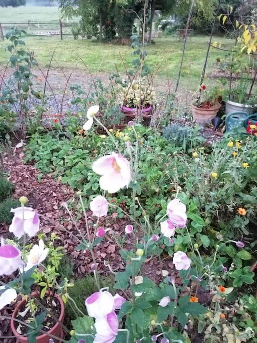 Les Hortensias La Souris Des Champs Étival-Clairefontaine Esterno foto