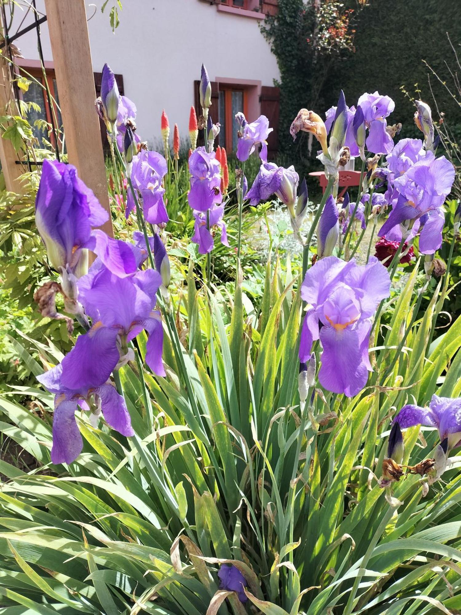 Les Hortensias La Souris Des Champs Étival-Clairefontaine Esterno foto